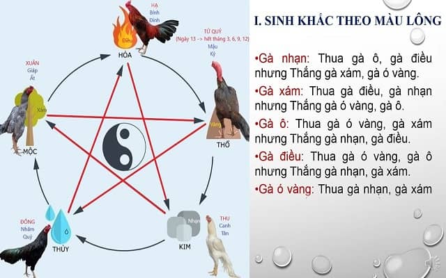 Xem màu mạng theo màu lông là cách dùng khá phổ biến