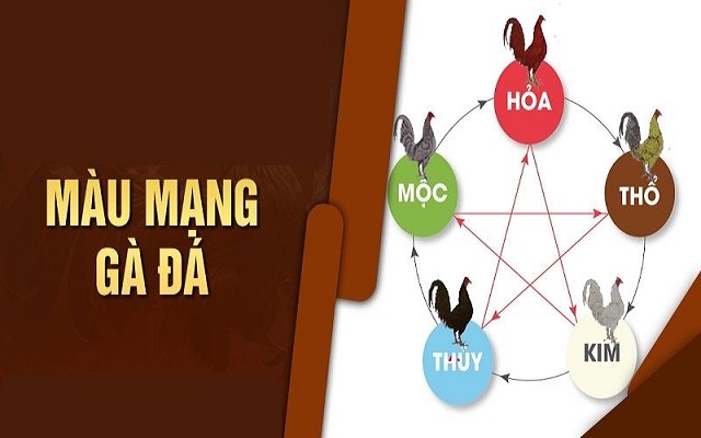 Màu mạng gà đá là phương pháp chọn gà theo phong thuỷ